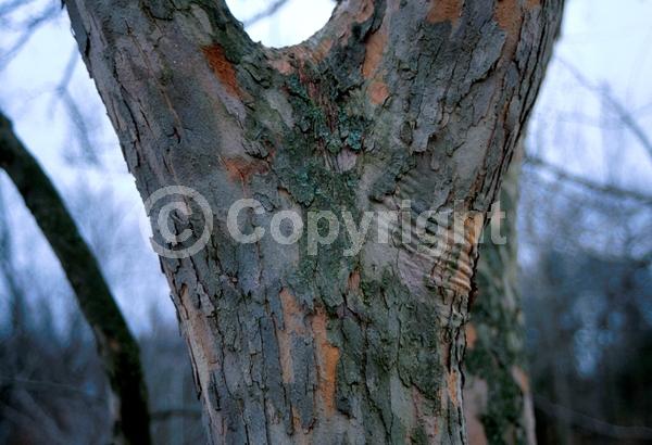 White blooms; Deciduous; Broadleaf; North American Native