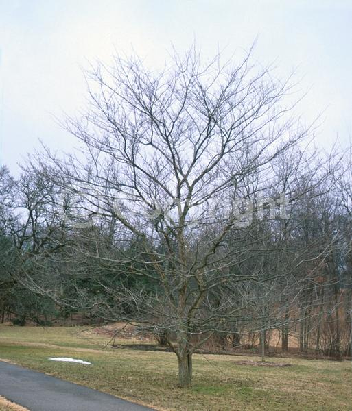 White blooms; Deciduous; Broadleaf; North American Native