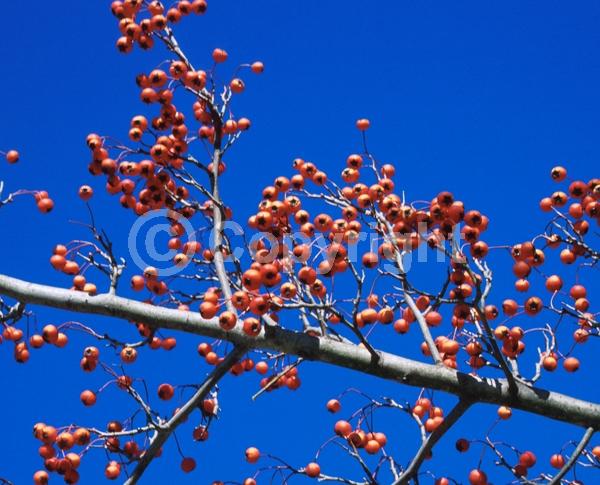 White blooms; Deciduous; Broadleaf; North American Native