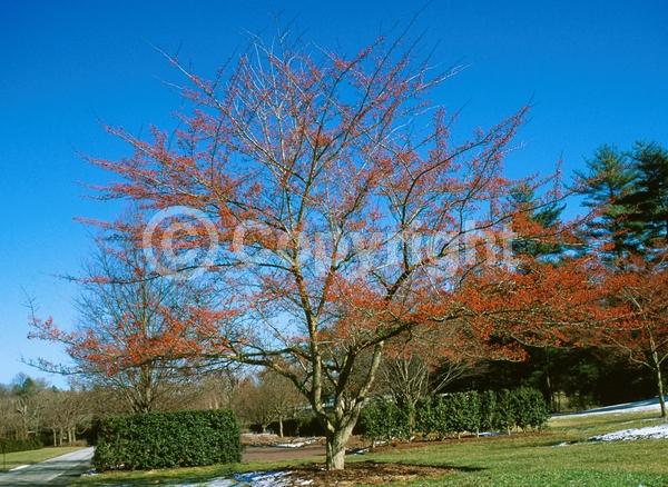 White blooms; Deciduous; Broadleaf; North American Native
