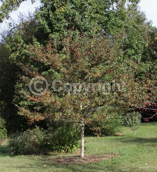 White blooms; Deciduous; Broadleaf; North American Native