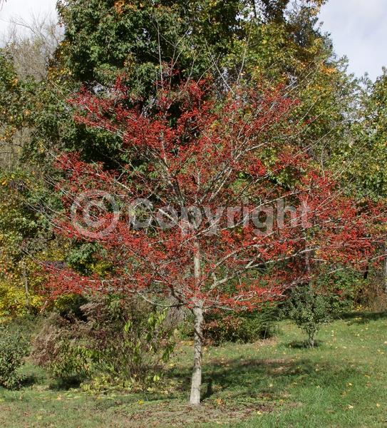 White blooms; Deciduous; Broadleaf; North American Native