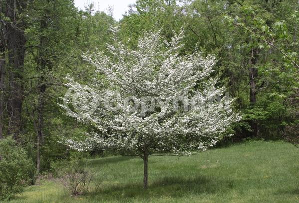 White blooms; Deciduous; Broadleaf; North American Native