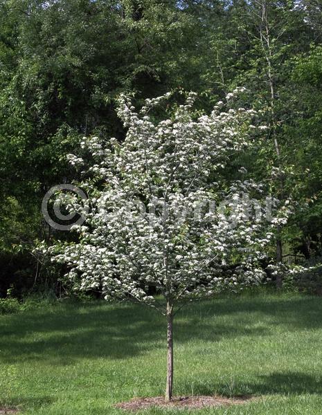 White blooms; Deciduous; Broadleaf; North American Native