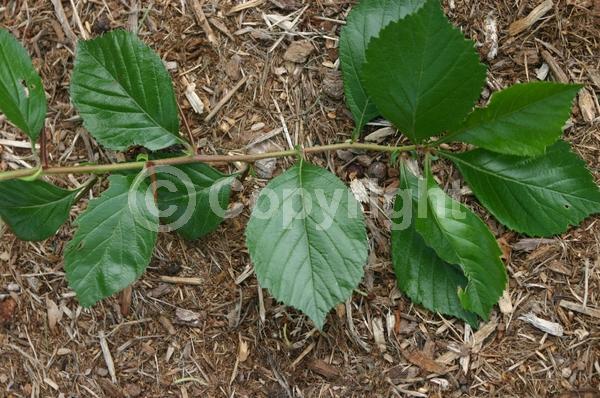 White blooms; Deciduous; Broadleaf
