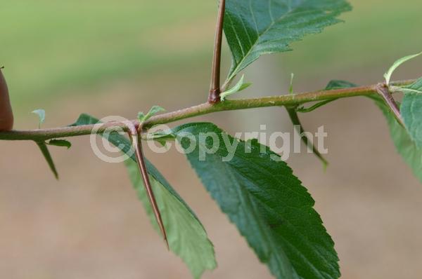 White blooms; Deciduous; Broadleaf