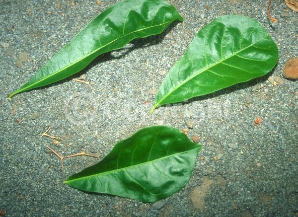 Yellow blooms; Green blooms; Evergreen; Needles or needle-like leaf