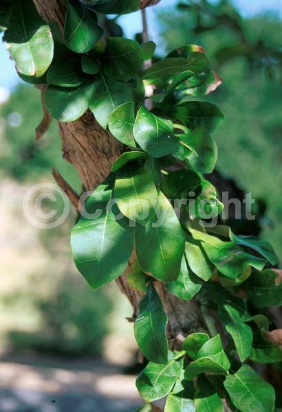 Yellow blooms; Green blooms; Evergreen; Needles or needle-like leaf
