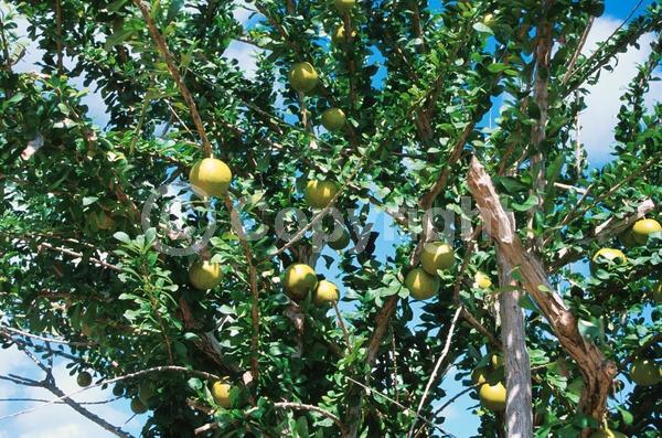 Yellow blooms; Green blooms; Evergreen; Needles or needle-like leaf