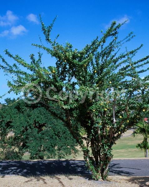 Yellow blooms; Green blooms; Evergreen; Needles or needle-like leaf