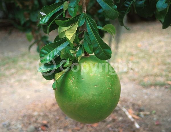 Yellow blooms; Green blooms; Evergreen; Needles or needle-like leaf