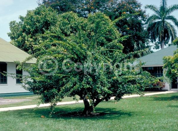 Yellow blooms; Green blooms; Evergreen; Needles or needle-like leaf