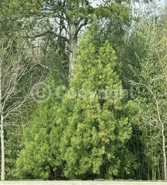 Unknown blooms; Evergreen; Needles or needle-like leaf