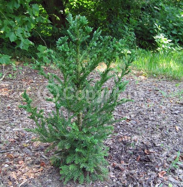 Evergreen; Needles or needle-like leaf
