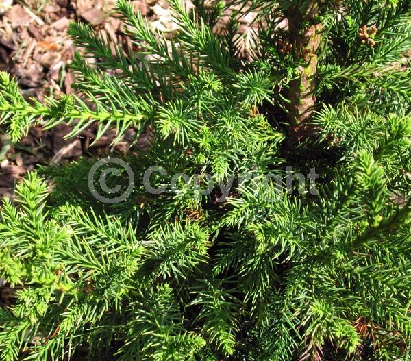 Evergreen; Needles or needle-like leaf