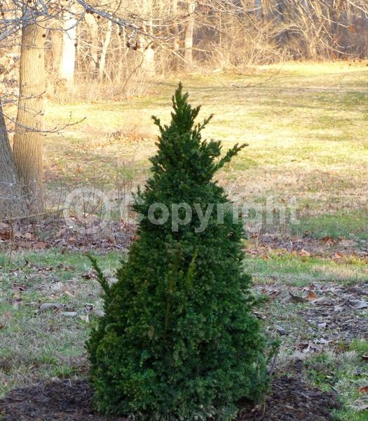 Evergreen; Needles or needle-like leaf