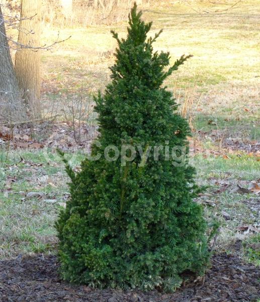 Evergreen; Needles or needle-like leaf