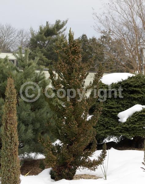 Evergreen; Needles or needle-like leaf