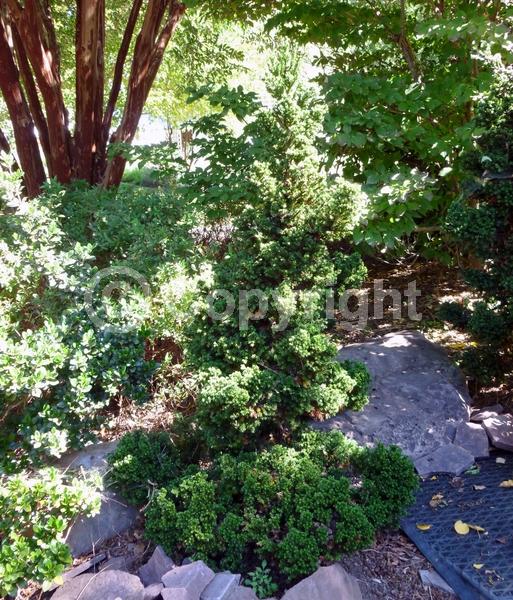 Evergreen; Needles or needle-like leaf