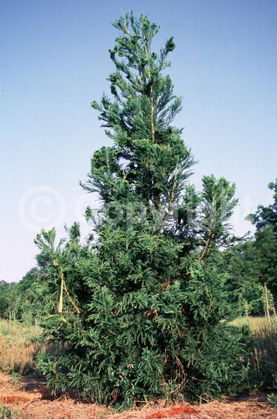 Unknown blooms; Evergreen; Needles or needle-like leaf