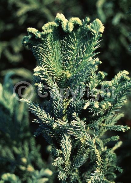 Unknown blooms; Evergreen; Needles or needle-like leaf