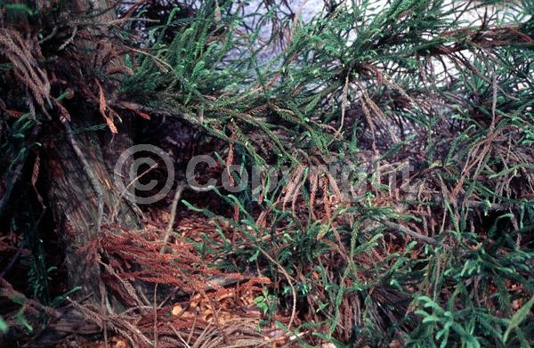 Unknown blooms; Evergreen; Needles or needle-like leaf