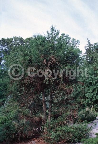 Unknown blooms; Evergreen; Needles or needle-like leaf