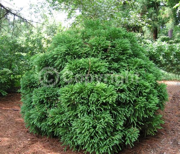 Unknown blooms; Evergreen; Needles or needle-like leaf