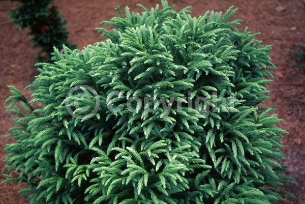 Unknown blooms; Evergreen; Needles or needle-like leaf