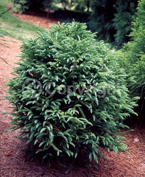 Unknown blooms; Evergreen; Needles or needle-like leaf