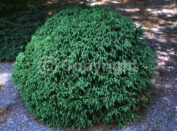 Unknown blooms; Evergreen; Needles or needle-like leaf