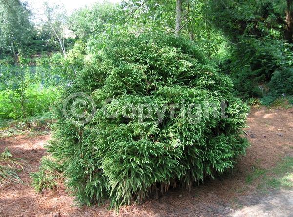 Unknown blooms; Evergreen; Needles or needle-like leaf