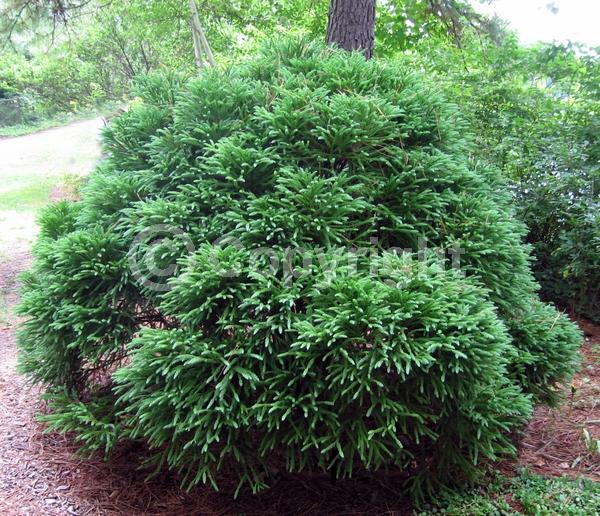 Unknown blooms; Evergreen; Needles or needle-like leaf
