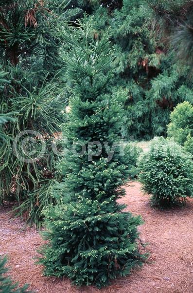 Unknown blooms; Evergreen; Needles or needle-like leaf