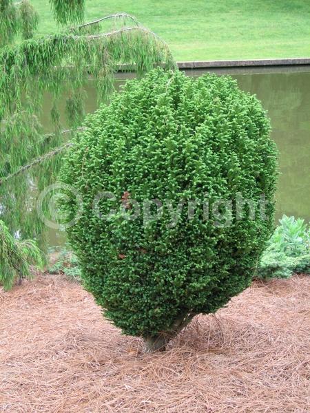 Evergreen; Needles or needle-like leaf