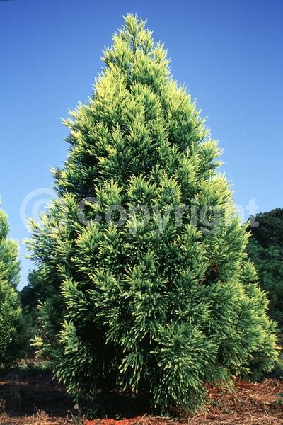 Unknown blooms; Evergreen; Needles or needle-like leaf