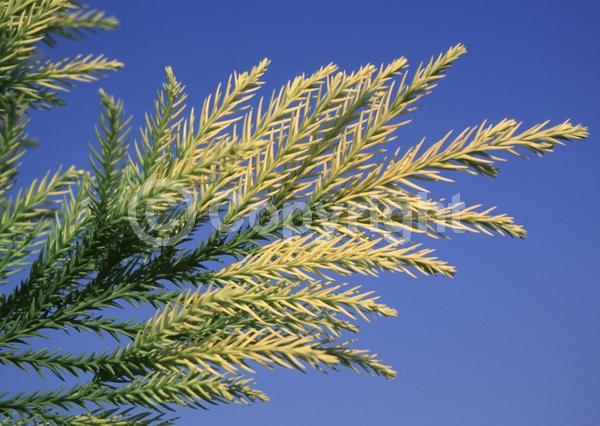 Unknown blooms; Evergreen; Needles or needle-like leaf