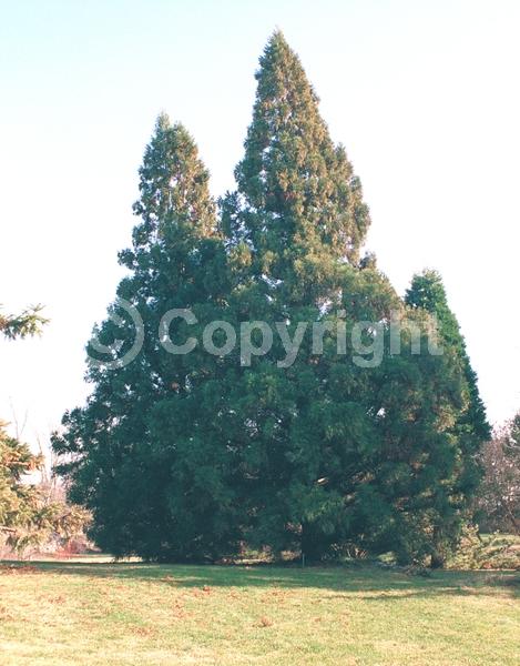 Unknown blooms; Evergreen; Needles or needle-like leaf