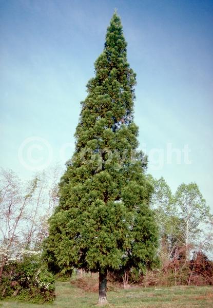 Unknown blooms; Evergreen; Needles or needle-like leaf