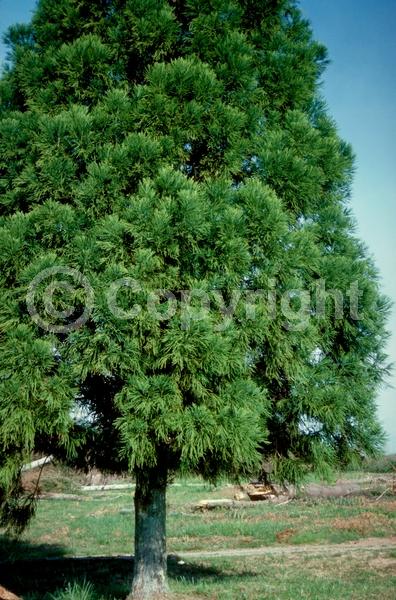 Unknown blooms; Evergreen; Needles or needle-like leaf