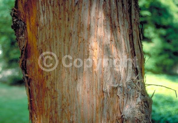 Unknown blooms; Evergreen; Needles or needle-like leaf