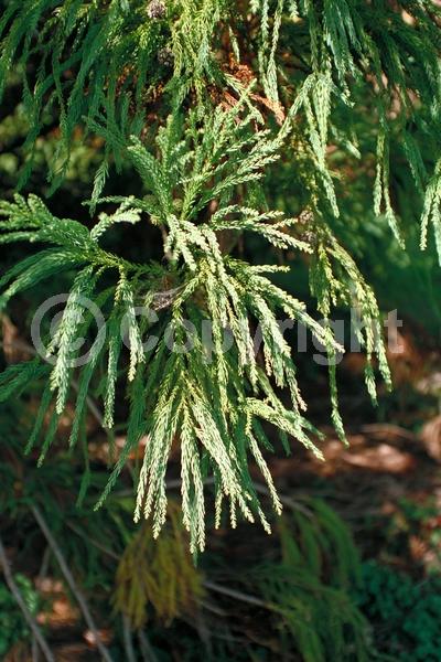 Unknown blooms; Evergreen; Needles or needle-like leaf