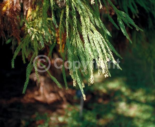 Unknown blooms; Evergreen; Needles or needle-like leaf