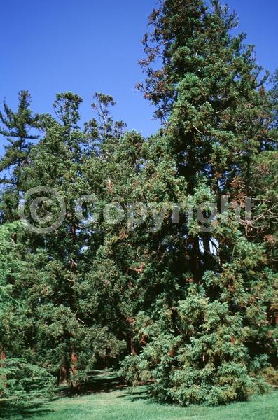 Unknown blooms; Evergreen; Needles or needle-like leaf