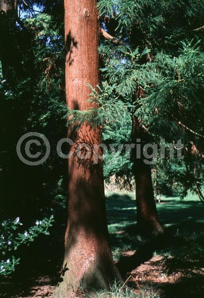 Unknown blooms; Evergreen; Needles or needle-like leaf
