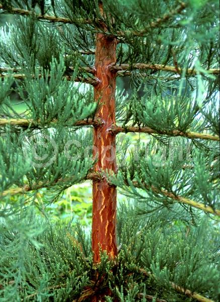 Unknown blooms; Evergreen; Needles or needle-like leaf