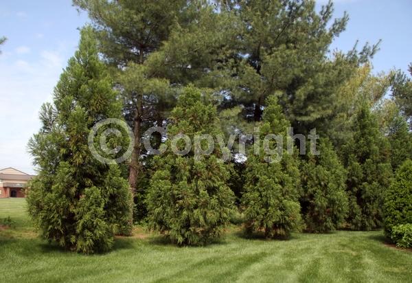 Unknown blooms; Evergreen; Needles or needle-like leaf; 