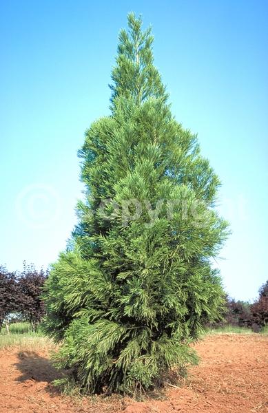 Unknown blooms; Evergreen; Needles or needle-like leaf; 