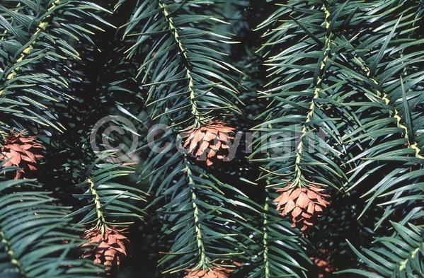 Unknown blooms; Evergreen; Needles or needle-like leaf