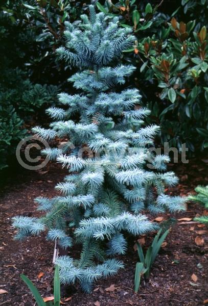 Unknown blooms; Evergreen; Needles or needle-like leaf